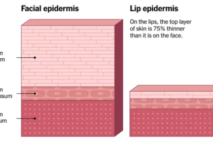 Like Your Epidermis NYT - Epidermis Layers