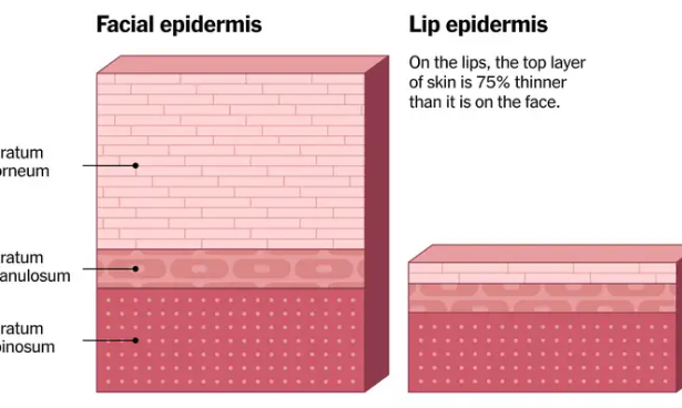Like Your Epidermis NYT - Epidermis Layers