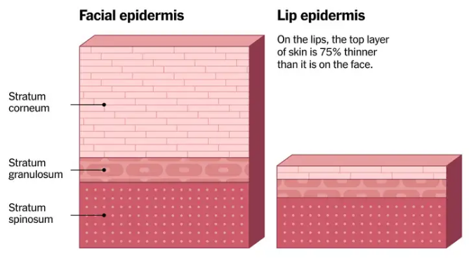 Like Your Epidermis NYT - Epidermis Layers